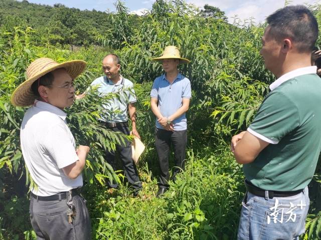 九陂鎮(zhèn)農(nóng)業(yè)綜合服務(wù)中心主任、農(nóng)藝師成忠雄提出水果災(zāi)后管理意見。