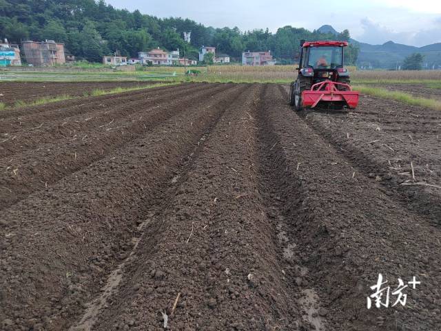 東方紅農(nóng)耕機正在試運作。