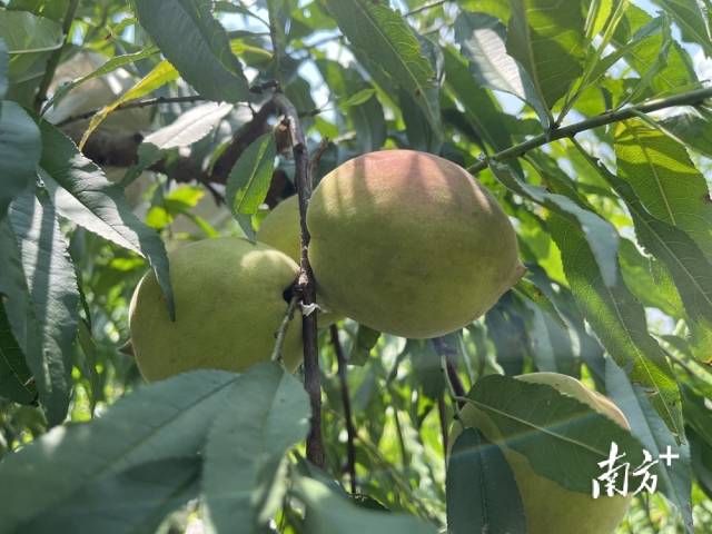 清脆飽滿的鷹嘴桃掛滿枝頭。