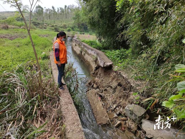 九陂鎮(zhèn)人大代表戴海玲實(shí)地查看水渠受損情況。