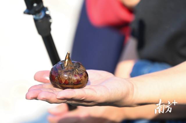 大富頭村所產(chǎn)馬蹄個頭大，清甜無渣。張曉欣 攝