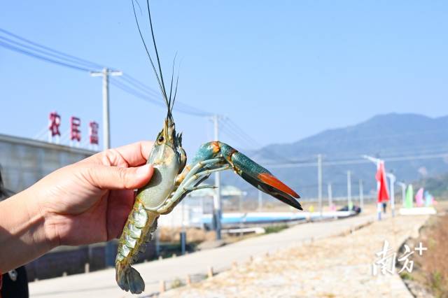 畔水漁晟園澳洲青藍(lán)龍蝦。張曉欣 攝