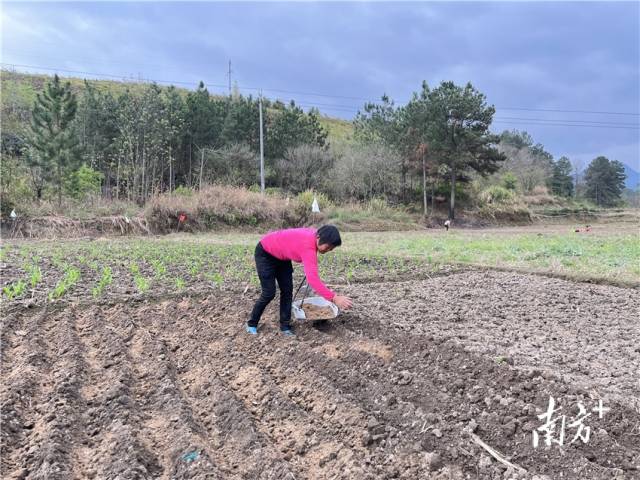 九陂鎮(zhèn)聯(lián)一村委會車田村梅龍坪的群眾正在耕作。